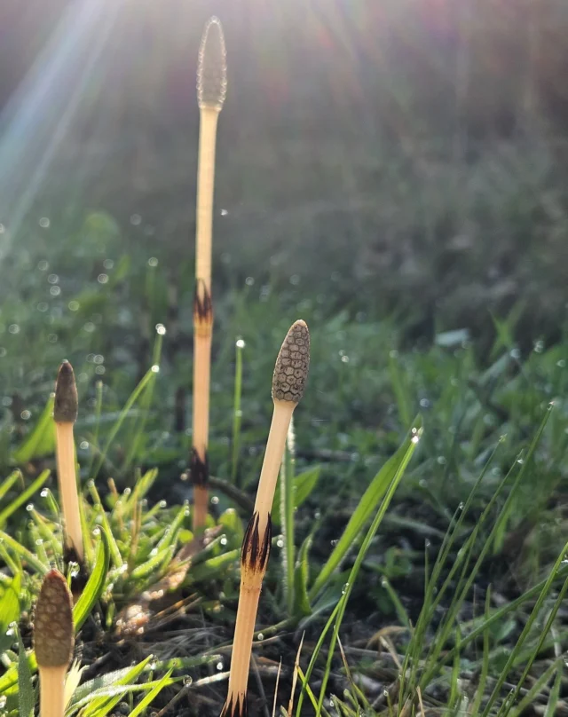 Paddenstoel of plant?

Dit is een hele bijzondere plant die zich vermeerdert met sporen. Op de eerste foto zie je de sporenaar van de heermoes (Equisetum arvense). Deze aar groeit voor de bladeren en verspreid de sporen. Als je goed rondkijkt, zie je hem nu groeien. De aar heeft geen chlorophyl en dat maakt dat hij er (door de kleur en vorm) een beetje speciaal uitziet. 

Wist je dat heermoes een directe afstammeling is van planten die al 300 miljoen jaar geleden groeiden? Vroeger waren ze gigantisch en torenden ze boven dino’s uit! 

Tuiniers noemen deze plant ook wel eens tuinmansverdriet omdat hij kan gaan woekeren. Maar op zich is hij super nuttig en herstelt hij niet enkel de grond maar hij is ook immens geneeskrachtig. Het is een van de meest mineraalrijke planten die je in de natuur kunt vinden. Dankzij zijn hoge gehalte aan silicium, calcium, kalium en magnesium wordt hij al eeuwenlang gebruikt voor sterke botten en een gezonde huid.

Heermoes heeft fijne, sprietige zijtakjes die in kransen rond de hoofdstengel groeien, als een soort mini-boompje. Andere paardenstaarten, zoals lidrus, hebben vaak grovere of minder vertakte stengels. Hier moet je trouwens mee opletten, want alle lookalikes zijn giftig.

Heermoes is veerkrachtige plant en syboliseert doorzettingsvermogen. Hij groeit op de moeilijkste plekken en zijn wortels reiken diep de aarde in. Dit maakt hem een perfecte bondgenoot als je steviger in je schoenen wilt staan, oude wonden wilt helen of meer innerlijke kracht nodig hebt. Je kan de aren drogen en in een zakje bij je dragen.

Recept: remineraliserende heermoes-thee
Heermoes zit bomvol silicium, wat goed is voor je huid, haar en nagels! Laat een eetlepel gedroogde heermoesblad 10 minuten trekken in heet water, zeef het, en geniet van een herstellende kop thee. Voeg een schijfje citroen toe voor extra frisheid! 

Gebruik heermoes met mate en niet bij nierproblemen. 🌿💚

 #wildplukken #heermoes #hetrijkvanholle #natuurlijkegezondheid #foraging