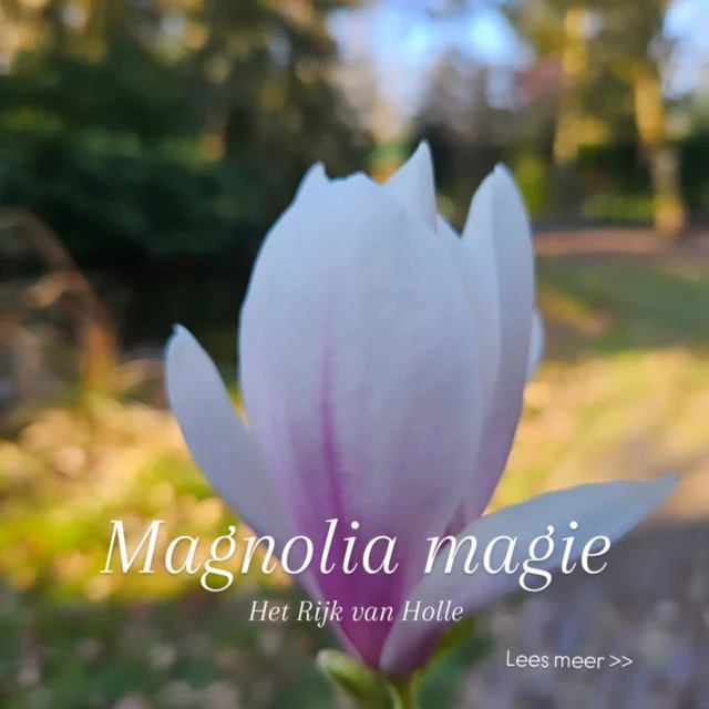 🌸 Magnolia Magic – Meer dan een mooie bloem! 🌸
Botanische naam: Magnolia x soulangeana

De magnolia staat nu overal prachtig in bloei – met haar dikke, fluweelachtige bloemblaadjes en zachte, zoete geur is ze niet te missen. Maar wist je dat deze betoverende bloem niet alleen mooi is voor het oog?

Fun fact: De magnolia bestaat al miljoenen jaren en is één van de oudste bloeiende plantensoorten ter wereld. Ze werd al bewonderd toen dino’s nog rondliepen (oké, misschien niet op Instagram).

En je kan er nog veel meer mee dan ze enkel bewonderen...

Culinair: Magnolia siroop
Ja, de bloemblaadjes van de meeste soorten – zoals Magnolia x soulangeana – zijn eetbaar! Je kunt er een heerlijke lente-siroop van maken, perfect om je limonade, cocktails of desserts mee op te fleuren. Denk: subtiel bloemig, een tikje gemberachtig. 🌸✨

DIY: Magnolia-badzout
Combineer gedroogde magnoliabloemblaadjes met grof zeezout en een paar druppels etherische olie voor een luxe, ontspannend bad. Goed voor je huid én je zengevoel.

Eigenlijk is zo 1 post te kort om alles over deze prachtige bloem te vertellen... 

👇 Wil jij het exacte recept voor de magnolia-siroop én nog een verrassende toepassing?

Typ ‘magnolia’ hieronder in de reacties en ik stuur het je met plezier toe! 

#magnolia #lenteinspiratie #eetbarebloemen #botanischgenieten #diy #bloesempracht #natuurlijkgenieten #hetrijkvanholle #herborist